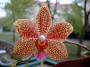 phalaenopsis3.jpg